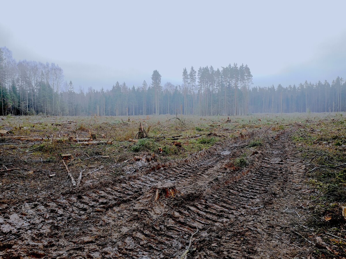 Kailcirte Latvijas mežā