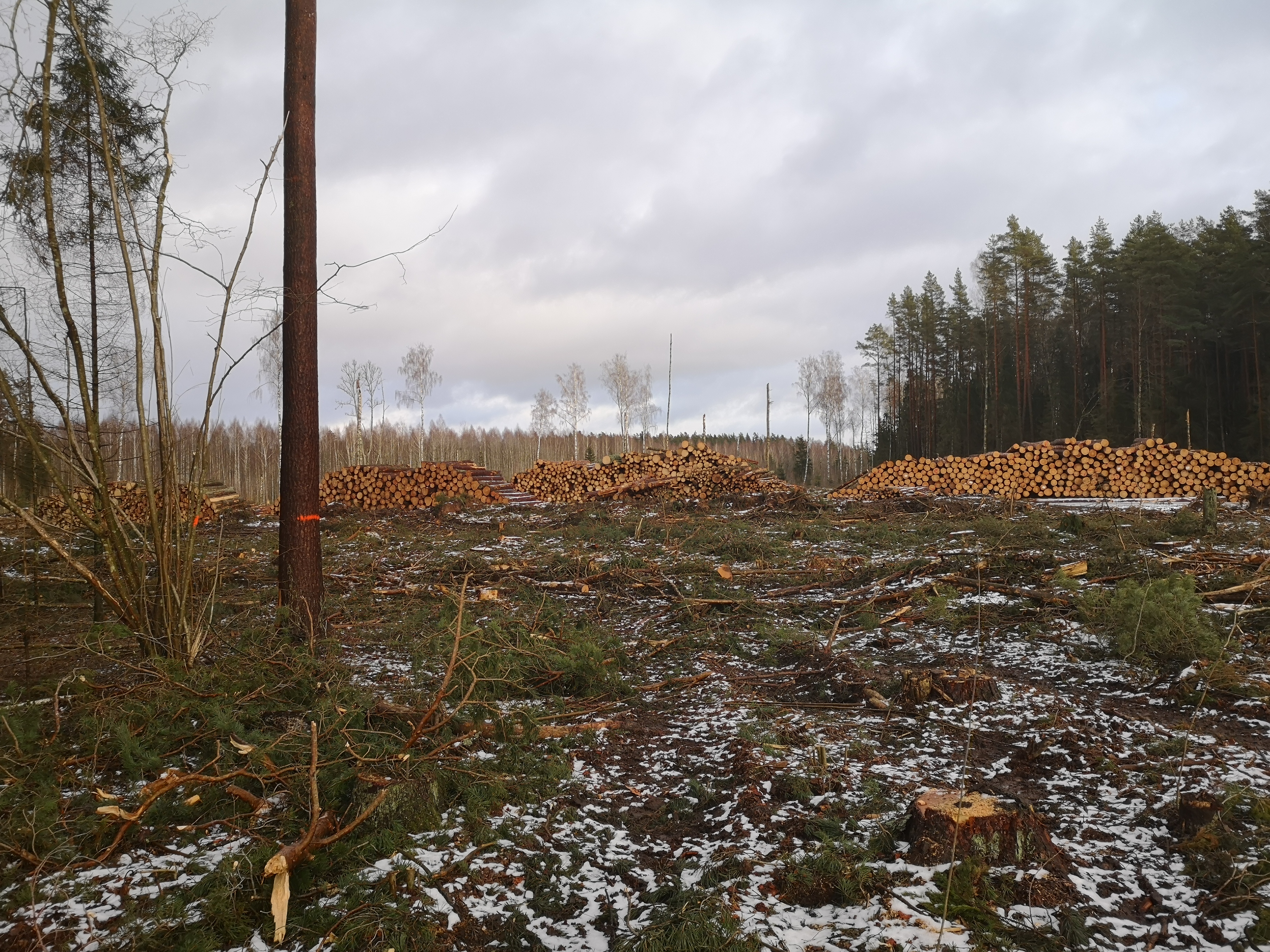 Kailcirte Latvijas mežā