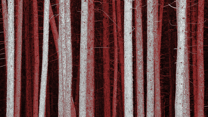 100 kailcirtes viedoklis par pamatnostādnēm